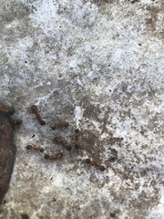 Camponotus sansabeanus