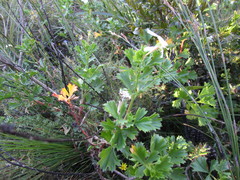 Pelargonium ternatum
