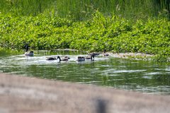 Branta canadensis