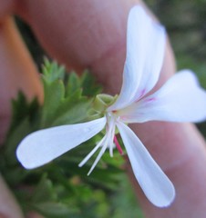 Pelargonium ternatum