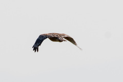 Buteo lineatus
