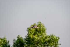 Nycticorax nycticorax