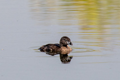 Podilymbus podiceps