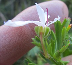 Pelargonium ternatum