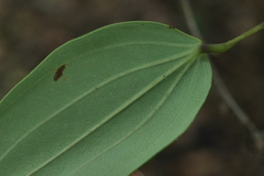 Dioscorea cirrhosa