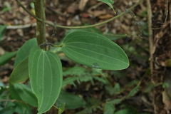 Dioscorea cirrhosa