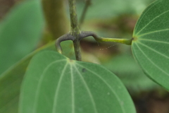 Dioscorea cirrhosa