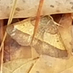 Metarranthis obfirmaria