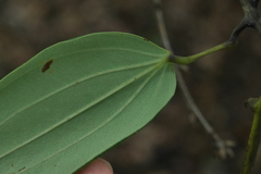 Dioscorea cirrhosa