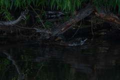 Anas platyrhynchos