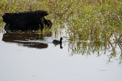 Fulica americana