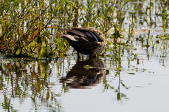 Anas platyrhynchos