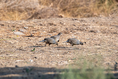 Callipepla californica