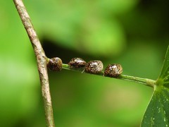 Coptosoma pardalinum