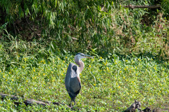 Ardea herodias