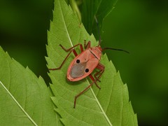 Probergrothius nigricornis