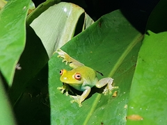 Aplastodiscus leucopygius