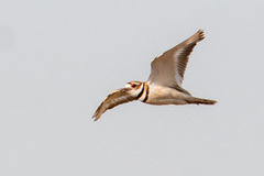 Charadrius vociferus