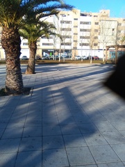 Pica pica