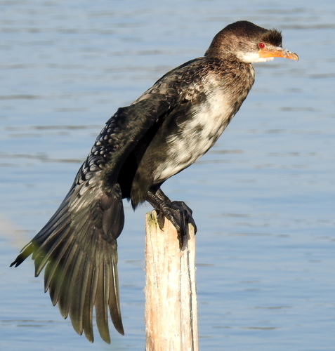 Reed Cormorant