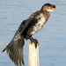 African Reed Cormorant - Photo (c) Colin Ralston, some rights reserved (CC BY-NC), uploaded by Colin Ralston