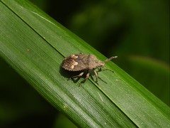 Megymenum brevicorne