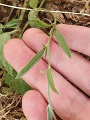 Convolvulus cantabrica image