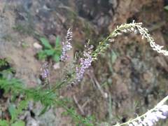 Anarrhinum longipedicellatum