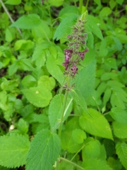 Stachys sylvatica