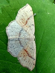 Cyclophora punctaria