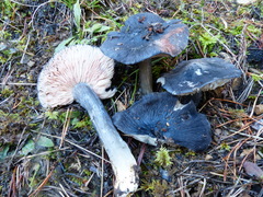 Entoloma bloxamii