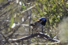 Malurus pulcherrimus