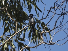 Phylidonyris niger gouldii