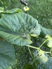 Coenosia