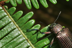 Andocamaria formosana