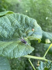 Coenosia
