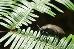 Andocamaria formosana