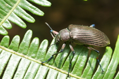 Andocamaria formosana