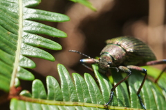 Andocamaria formosana