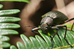Andocamaria formosana