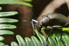 Andocamaria formosana