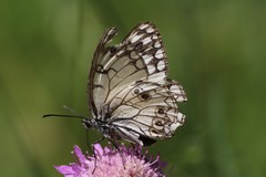 Melanargia arge