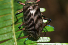 Andocamaria formosana