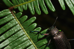 Andocamaria formosana