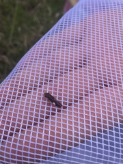 Homalodisca insolita