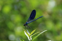 Calopteryx splendens