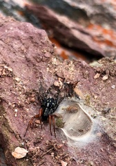 Nyssus