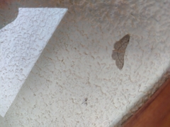Idaea seriata