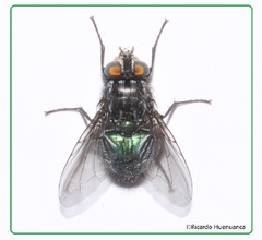 Sarconesiopsis magellanica