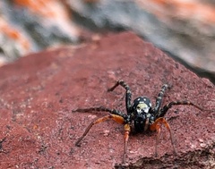 Nyssus